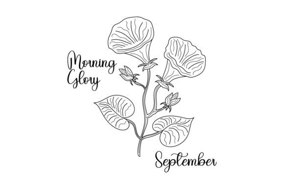 September Morning Glory: A Designer’s Review